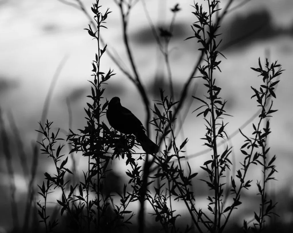 Photo Fort Collins, Colorado